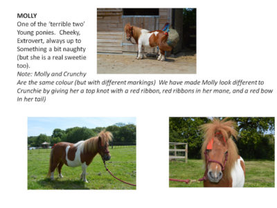 The real ponies on the Isle of Man that the book characters are based on.