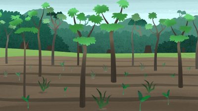 Science Research Explainer: Carbon Storage in Secondary Forest