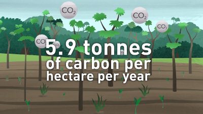 Science Research Explainer: Carbon Storage in Secondary Forest