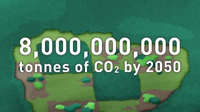 Science Research Explainer: Carbon Storage in Secondary Forest