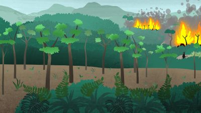 Science Research Explainer: Carbon Storage in Secondary Forest