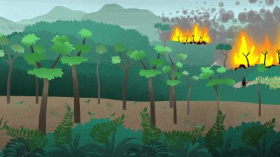 Science Research Explainer: Carbon Storage in Secondary Forest