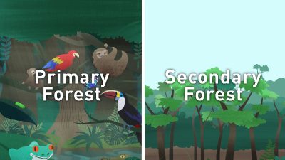 Science Research Explainer: Carbon Storage in Secondary Forest