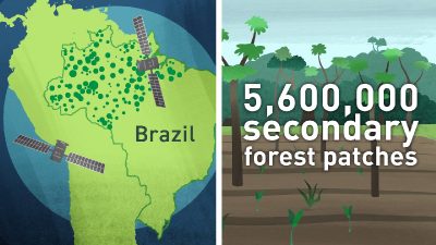 Science Research Explainer: Carbon Storage in Secondary Forest