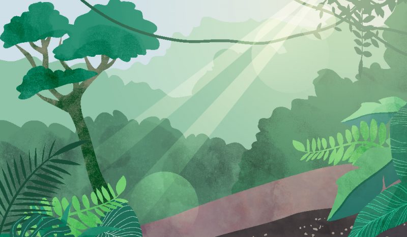 Style frame rainforest animation