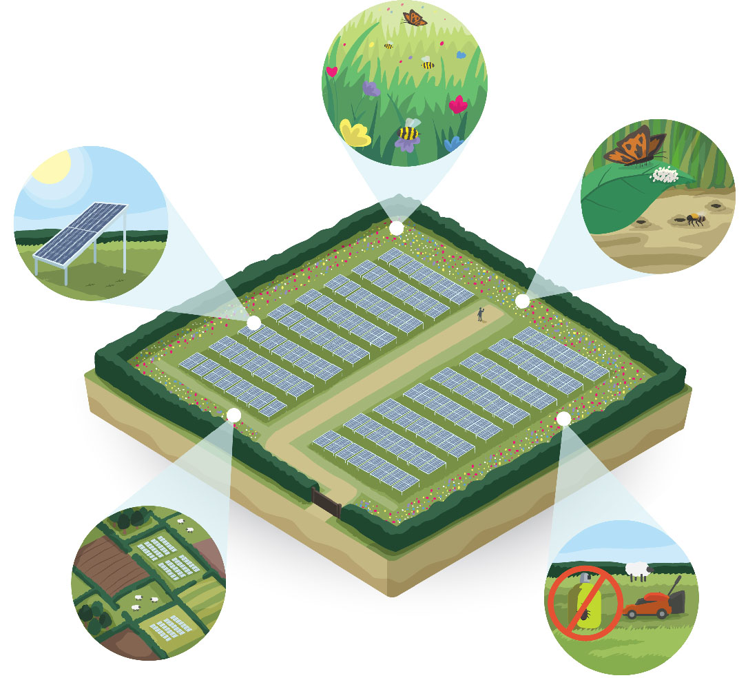 An illustration of a solar park with areas highlighted that benefit pollinators.