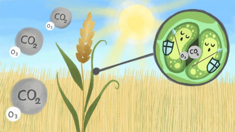How ozone (O3) pollution impacts on wheat crop production.