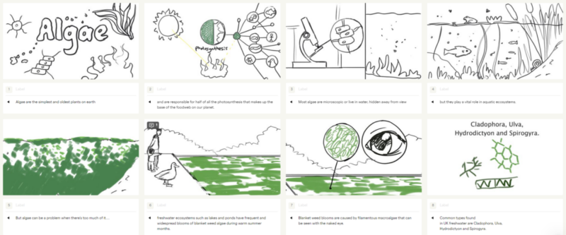 Algae animation - storyboard sketches