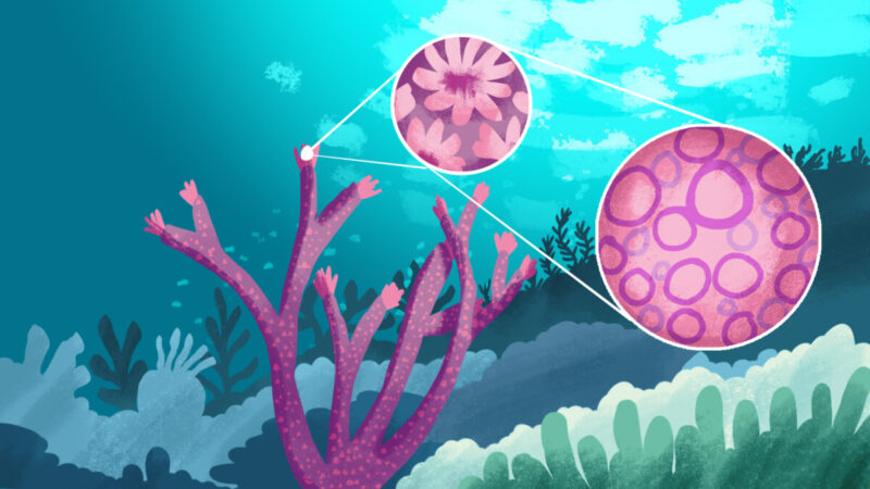 Style concept design - coral reefs